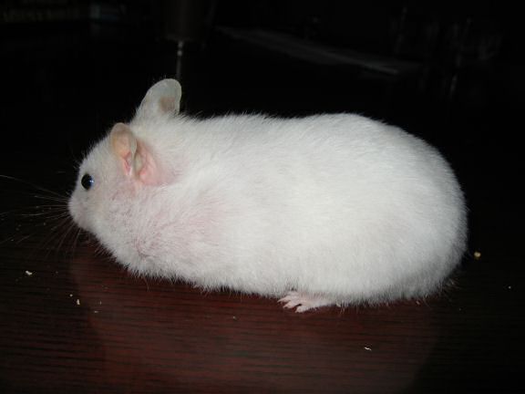 My hamster Lucy on the coffee-table.