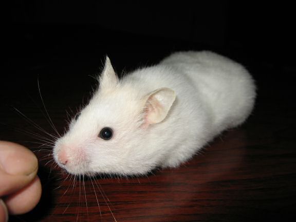 My hamster Lucy on the coffee-table.