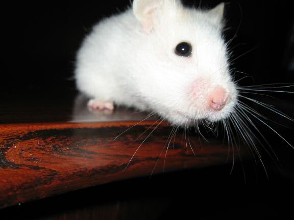 My hamster Lucy on the coffee-table.