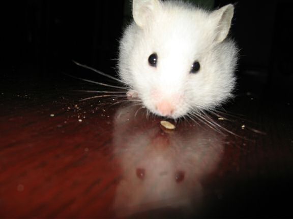 My hamster Lucy on the coffee-table.