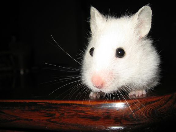 My hamster Lucy on the coffee-table.