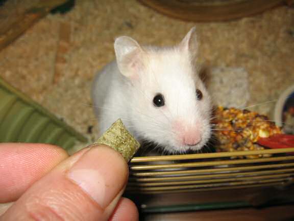 My hamster Lucy wanting pineseeds.