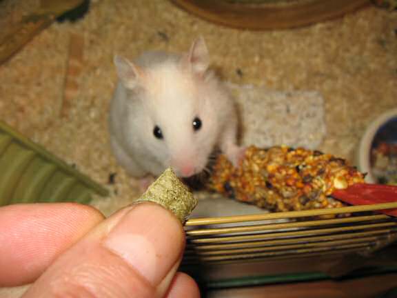 My hamster Lucy wanting pineseeds.