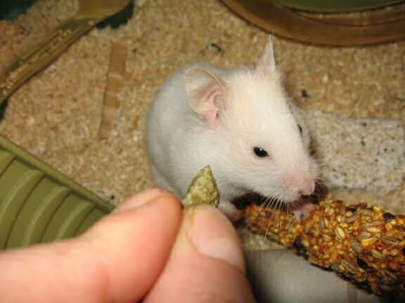 My hamster Lucy wanting pineseeds.