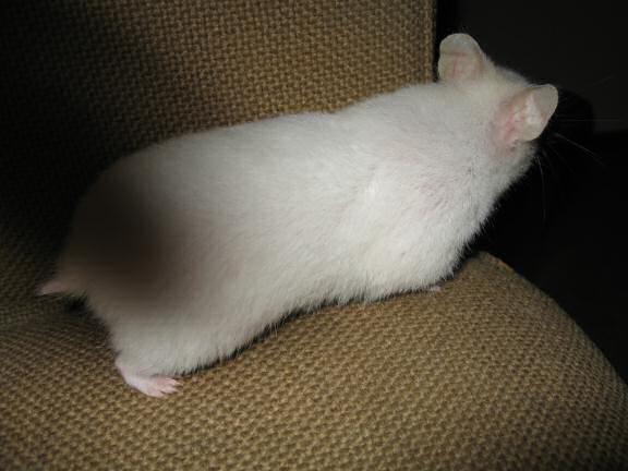 My hamster Lucy wanting to look at the poll-results.