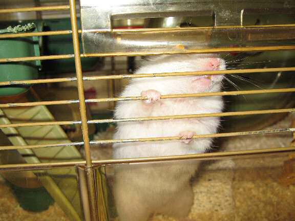 My hamster Lucy and her Vitakraft fruit Crossys