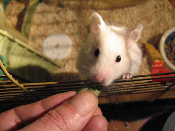 My hamster Lucy and her Vitakraft fruit Crossys