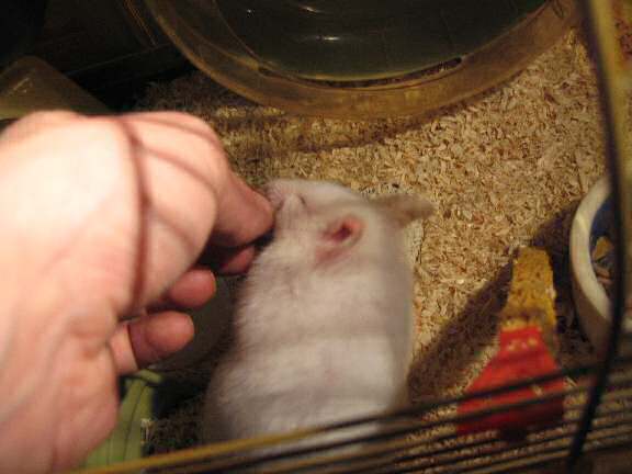 My hamster Lucy and her Vitakraft fruit Crossys