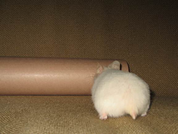 My hamster Lucy on the couch with a poster-tube.