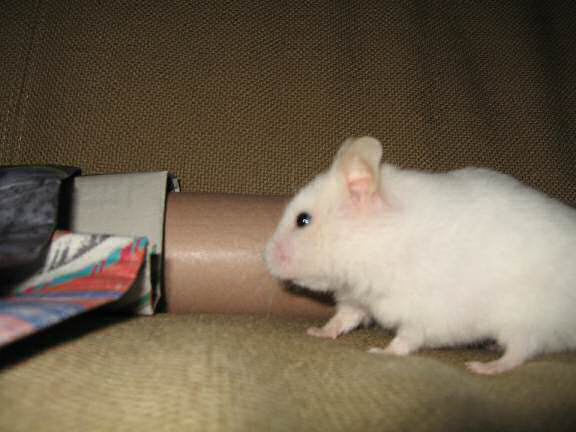 My hamster Lucy on the couch with a poster-tube.
