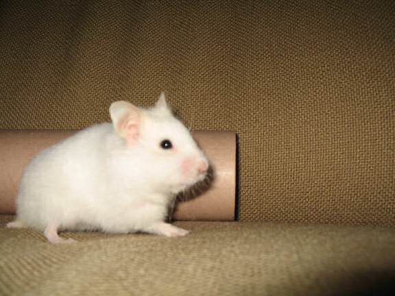My hamster Lucy on the couch with a poster-tube.
