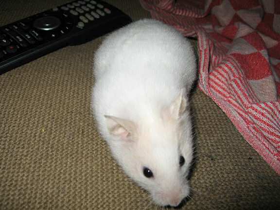 My hamster Lucy on the couch, playing her trick.