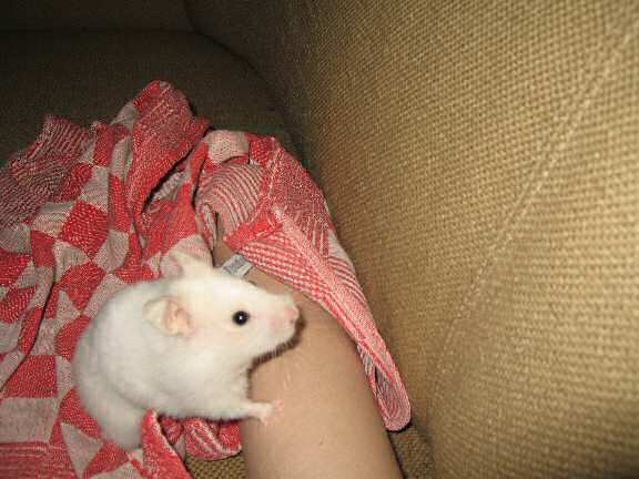 My hamster Lucy on the couch, playing her trick.