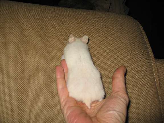 My hamster Lucy almost scoring a Lucy-Touchdown.