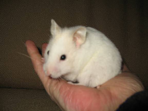 My hamster Lucy almost scoring a Lucy-Touchdown.