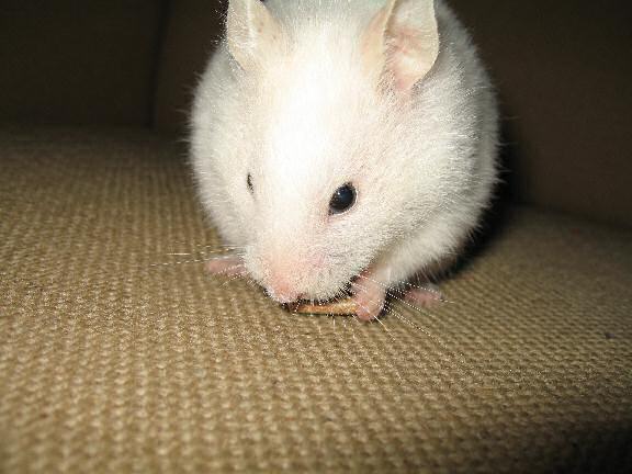 My hamster Lucy almost scoring a Lucy-Touchdown.