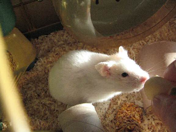 My hamster Lucy in the morining sunshine.