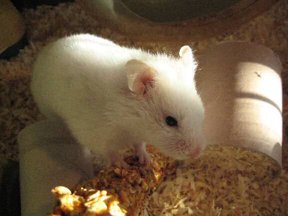 My hamster Lucy in the morining sunshine.