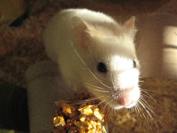 My hamster Lucy in the morining sunshine.