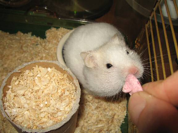 My hamster Lucy receiving a Wild Berry Drop.
