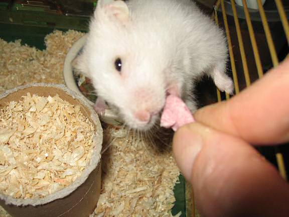 My hamster Lucy receiving a Wild Berry Drop.