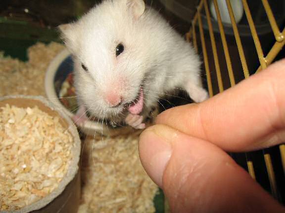 My hamster Lucy receiving a Wild Berry Drop.