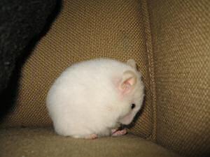 My hamster Lucy washing up on the couch.