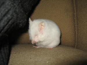 My hamster Lucy washing up on the couch.