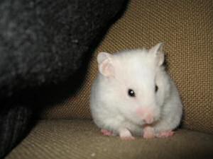 My hamster Lucy washing up on the couch.