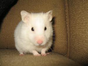My hamster Lucy washing up on the couch.