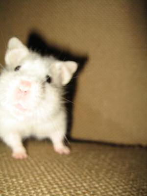 My hamster Lucy washing up on the couch.