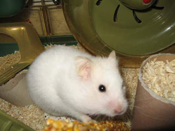 Playing Hide 'n Seek with my hamster Lucy.