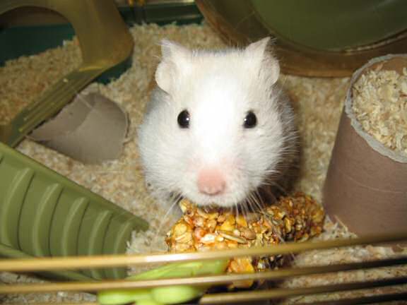 Playing Hide 'n Seek with my hamster Lucy.