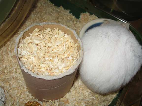 Playing Hide 'n Seek with my hamster Lucy.