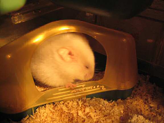 My hamster Lucy in a private moment.