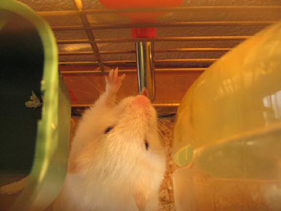 My hamster Lucy having a drink from her waterbottle.