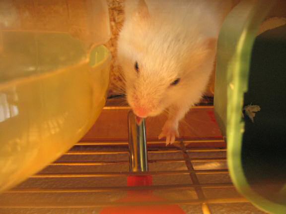 My hamster Lucy having a drink from her waterbottle.