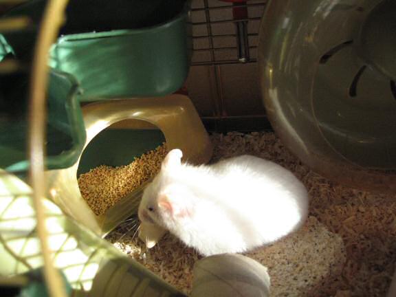 My hamster Lucy just got a huge snack to hoard.