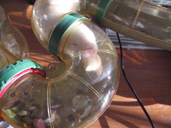 My hamster Lucy just got a huge snack to hoard.