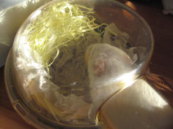 My hamster Lucy just got a huge snack to hoard.