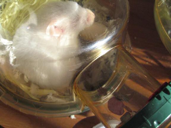 My hamster Lucy just got a huge snack to hoard.