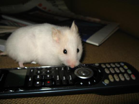 My hamster Lucy wanting to watch TV.