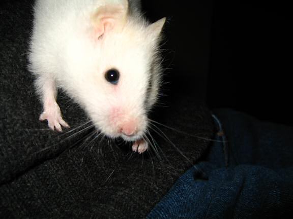 My hamster Lucy wanting to watch TV.