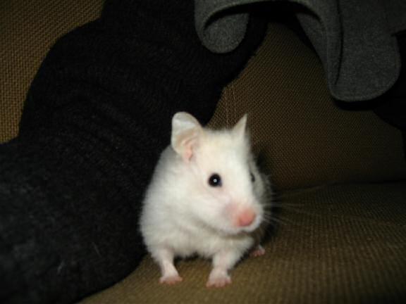 My hamster Lucy shows how she scores a Lucy-Touchdown.