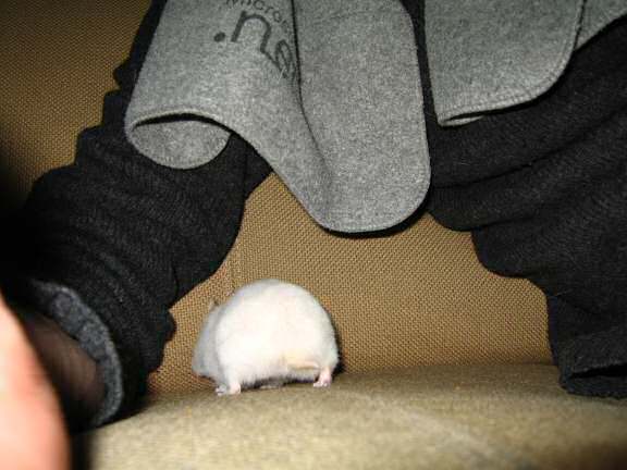 My hamster Lucy shows how she scores a Lucy-Touchdown.