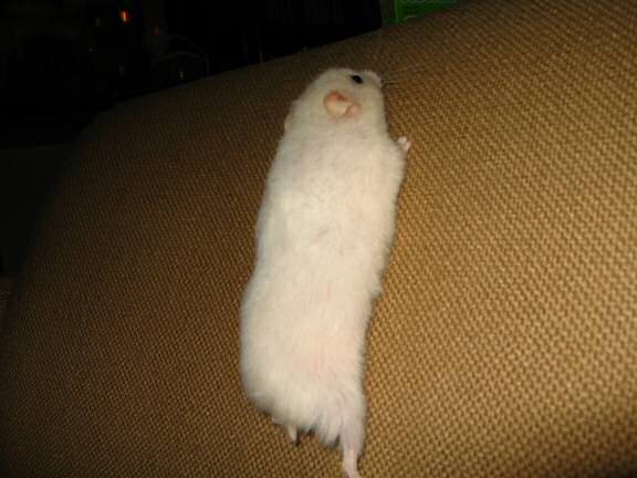 My hamster Lucy shows how she scores a Lucy-Touchdown.