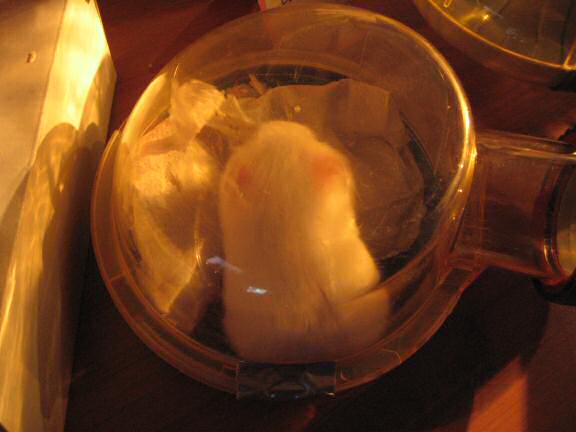 My hamster Lucy in her sleeping quarters.