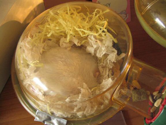 My hamster Lucy in her sleeping quarters.