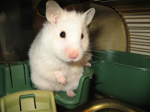My hamster Lucy wanting attention.