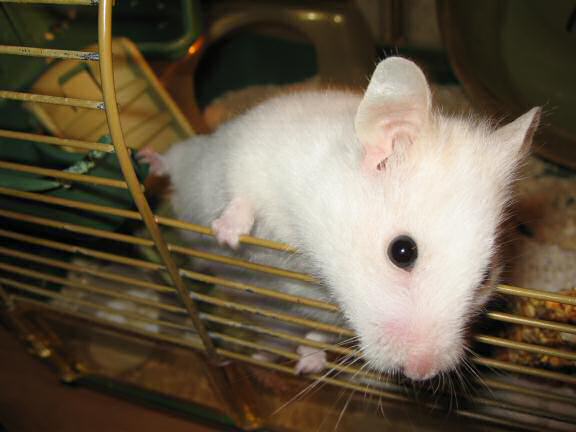 My hamster Lucy wanting attention.